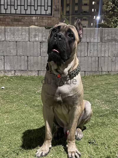 Male cane corso for sale