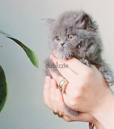 kittens British long hair 47 days used litter box