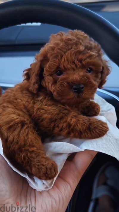 Toy poodle puppies توي بودل