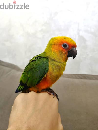صن كنيور