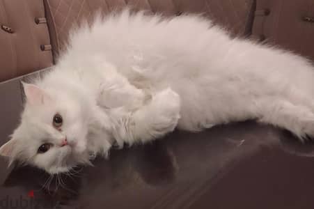 قطة للتبنى