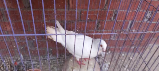 حمام استرالى و لاحم