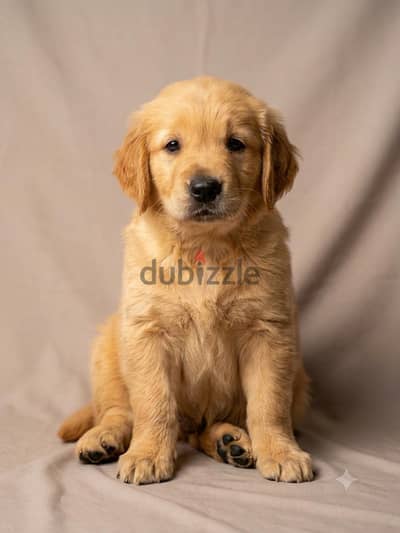 golden retriever  جولدن