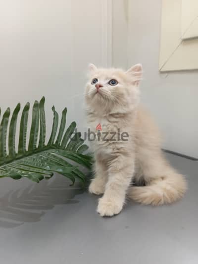 British male cat/kitten