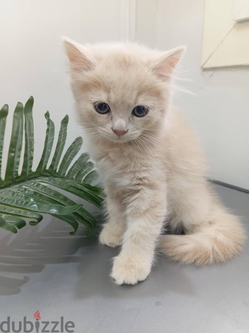 British male cat/kitten 1