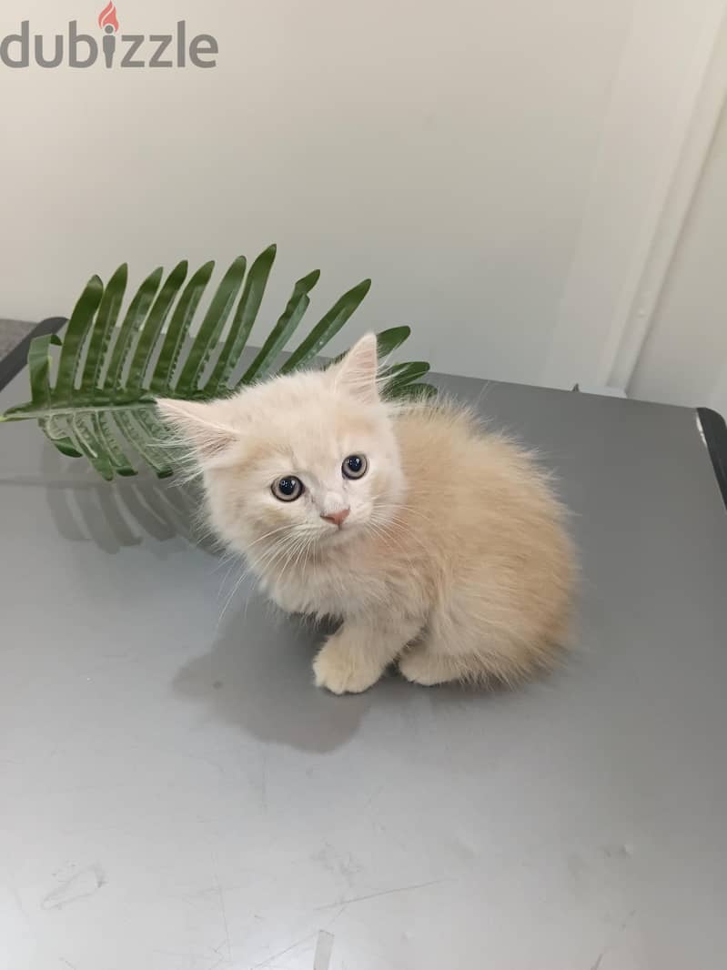 British male cat/kitten 2