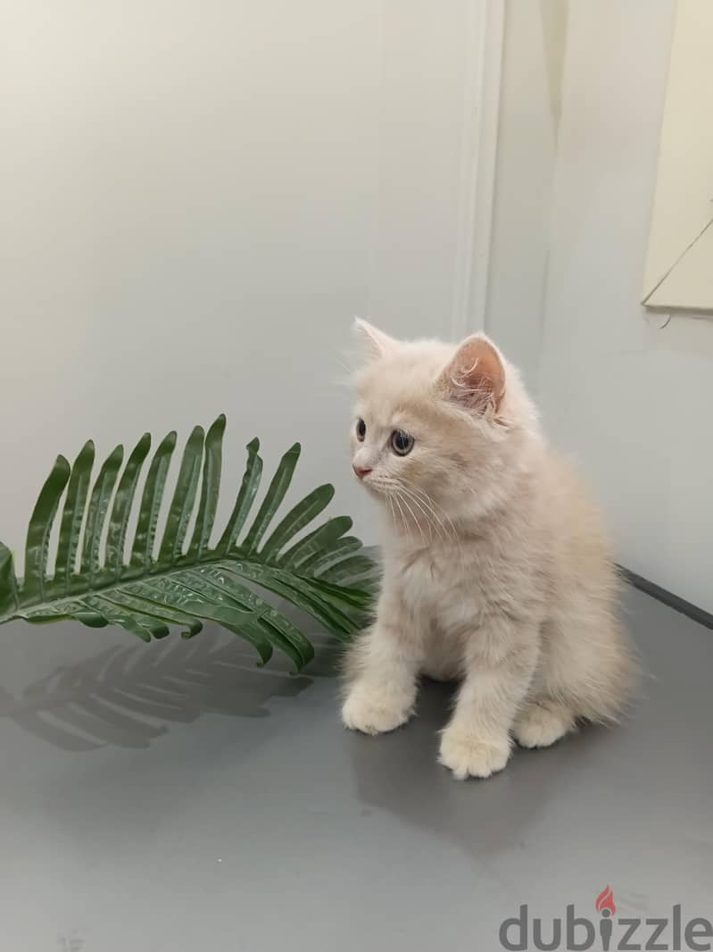 British male cat/kitten 3