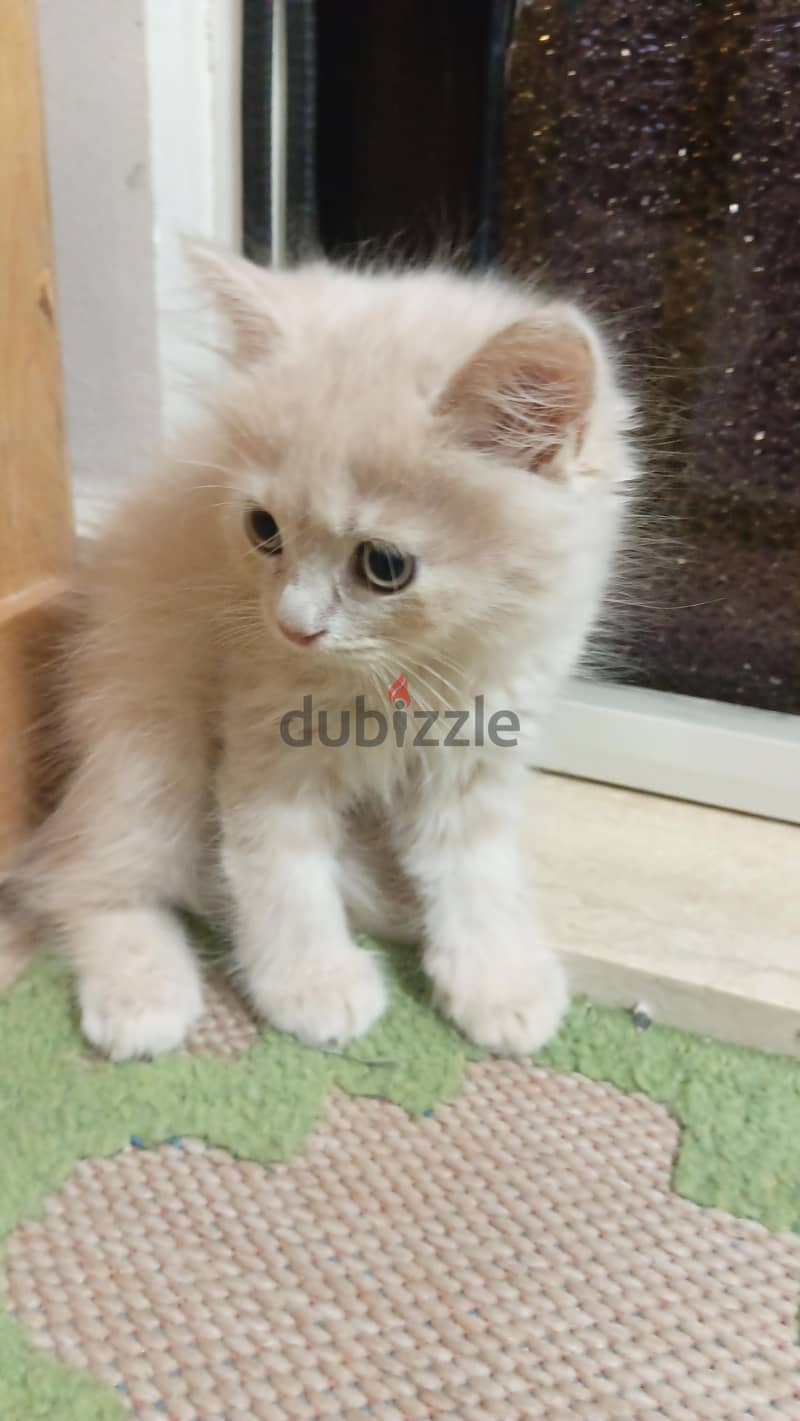 British male cat/kitten 4