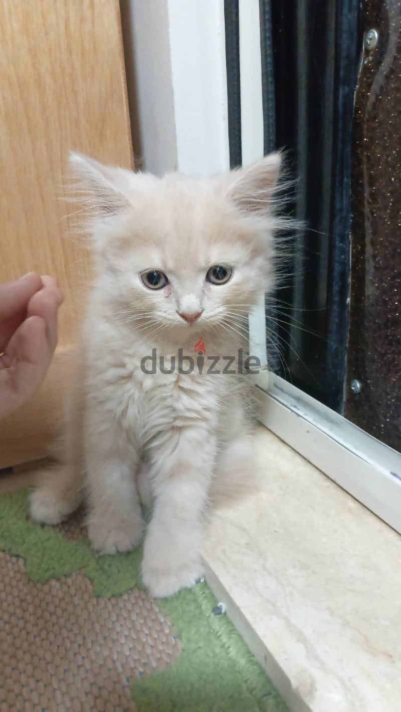 British male cat/kitten 5