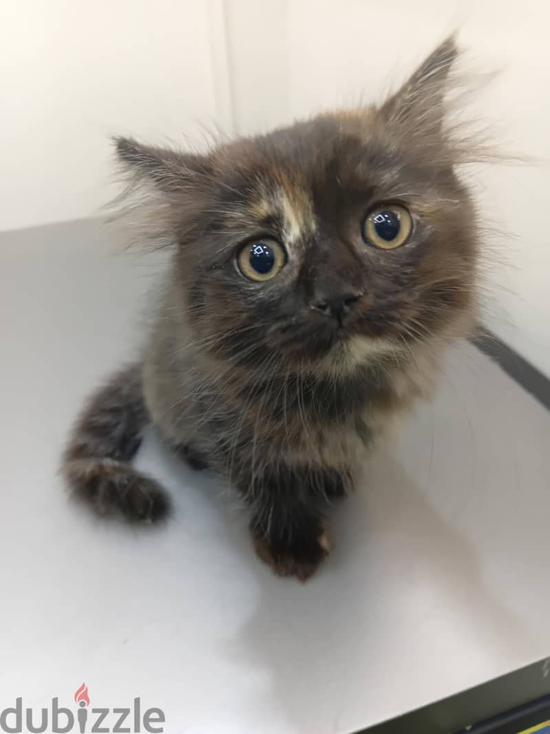 British male cat/kitten 6