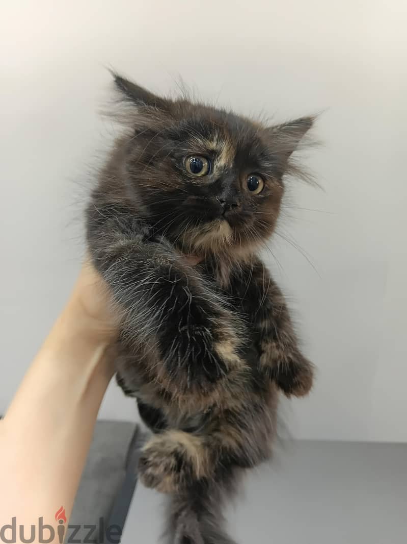 British male cat/kitten 7