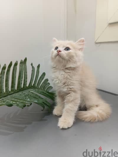 Ny12 British male cat