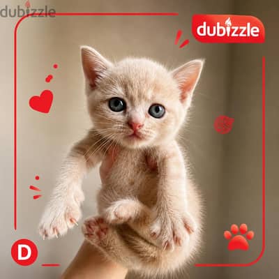 Ny12 British male cat