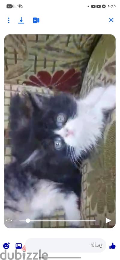 بنوتة هيمالايا هاف بيكي باندا