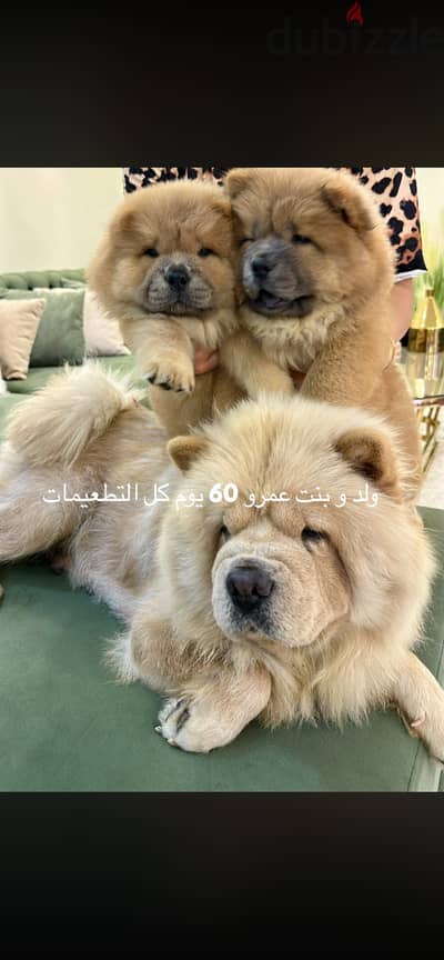 Chow chow