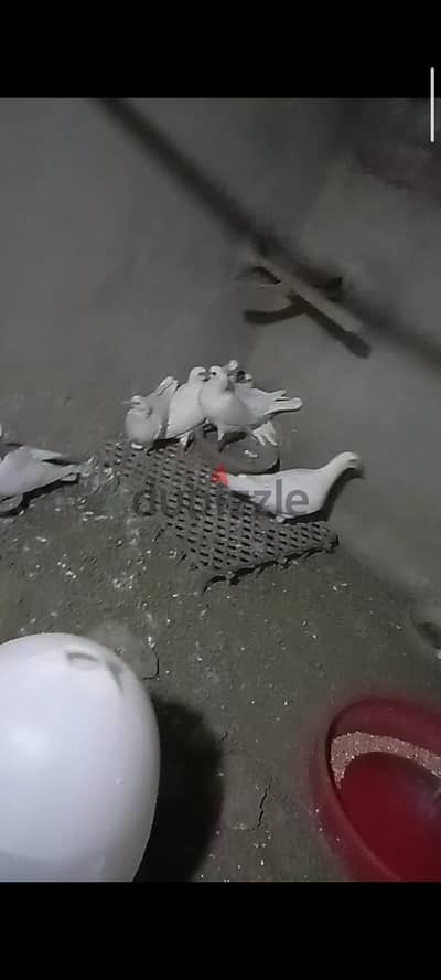 قصوص لاحم جفن احمر سوبر جامبو ب الزغاليل والبيض تصفية