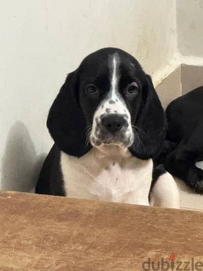 Half Beagle Half Cocker Puppy