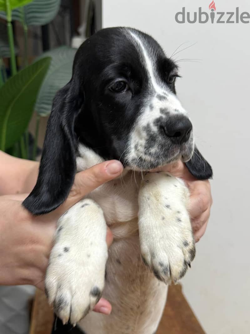 Half Beagle Half Cocker Puppy 1