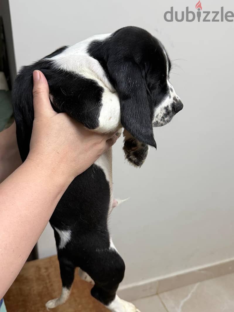Half Beagle Half Cocker Puppy 2