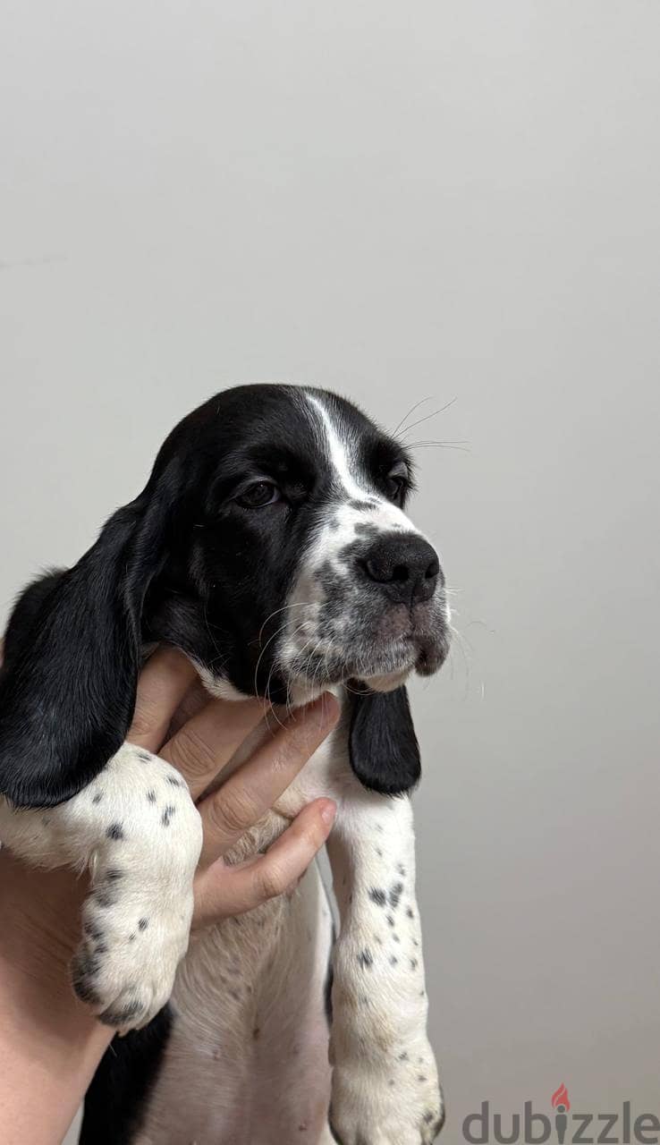Half Beagle Half Cocker Puppy 3