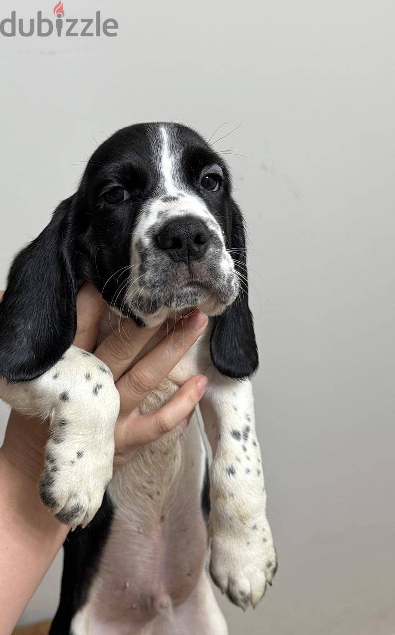 Half Beagle Half Cocker Puppy 4