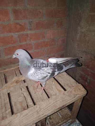 حمام جمعيه