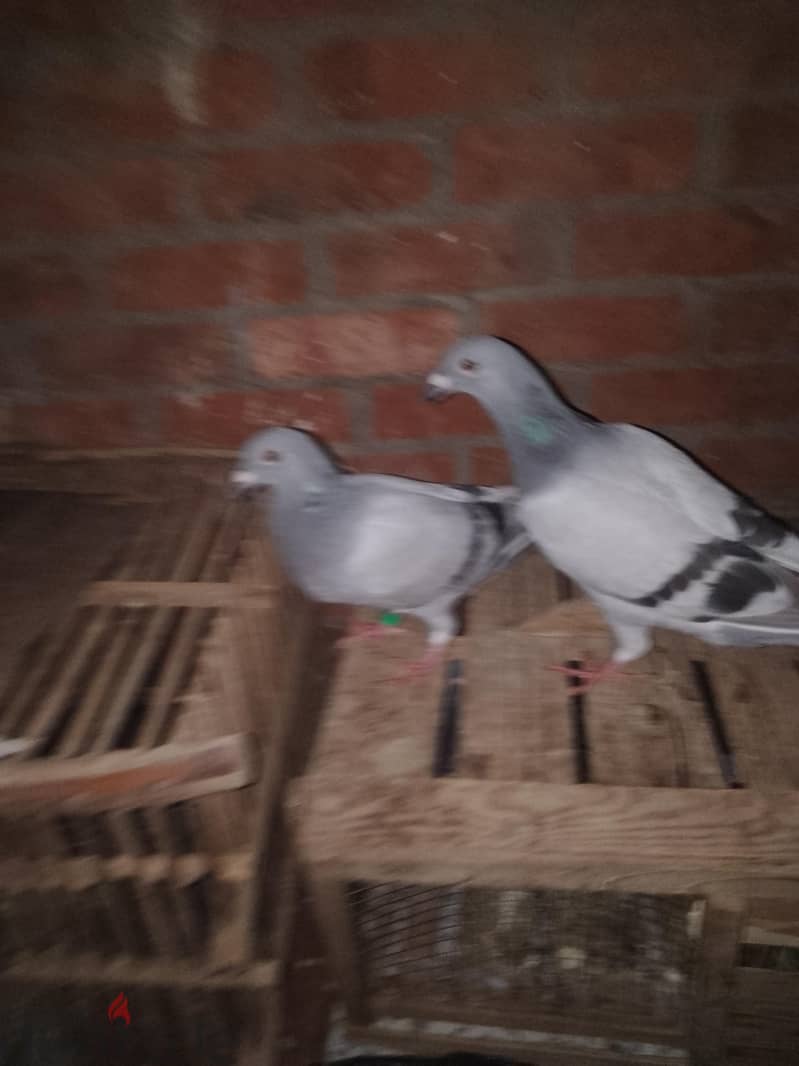 حمام زاجل 2