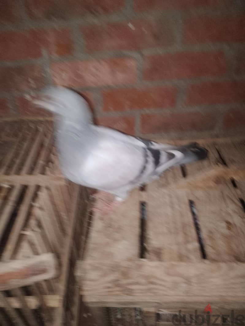 حمام زاجل 3