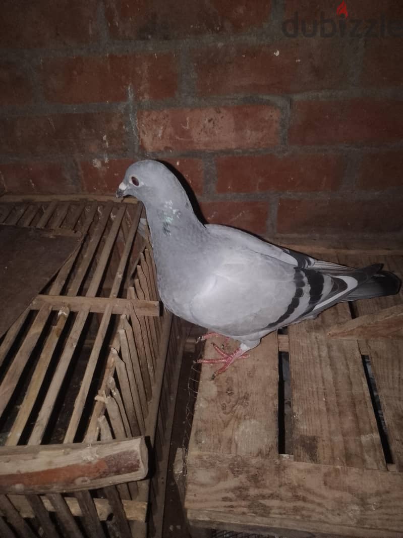 حمام زاجل 4
