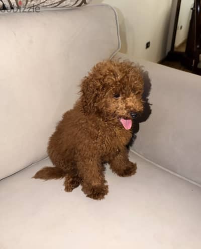 Poodle toy للبيع ب اقل سعر
