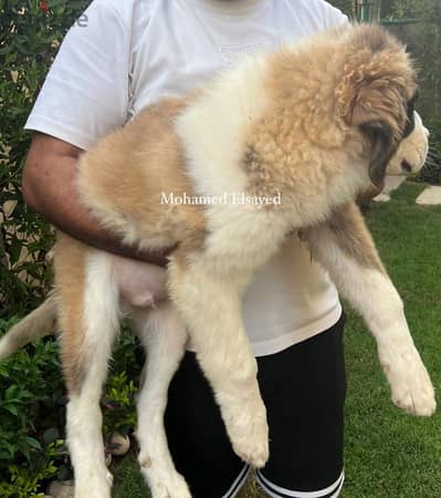 اجمل جرو ذكر سانت برنارد . . saint bernard puppy