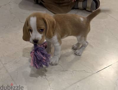 Beagle female 3 month old