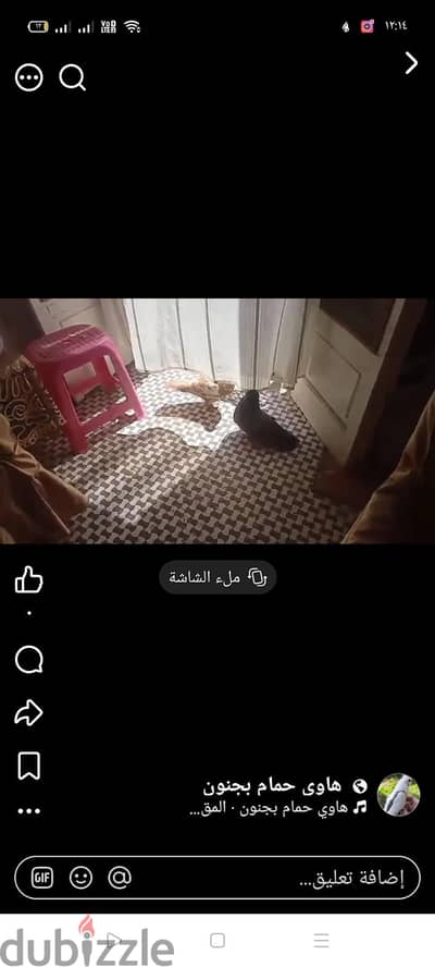 حمام رومي شغال