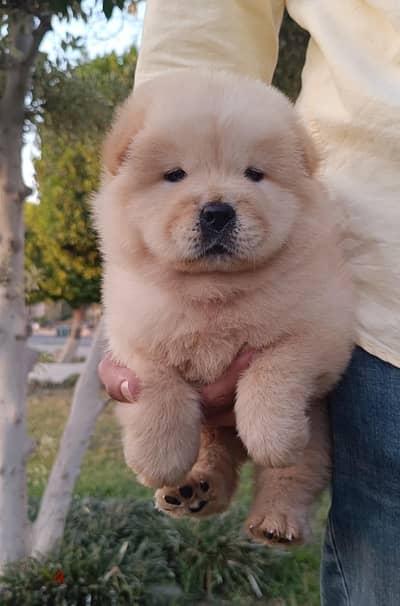 Chow chow
