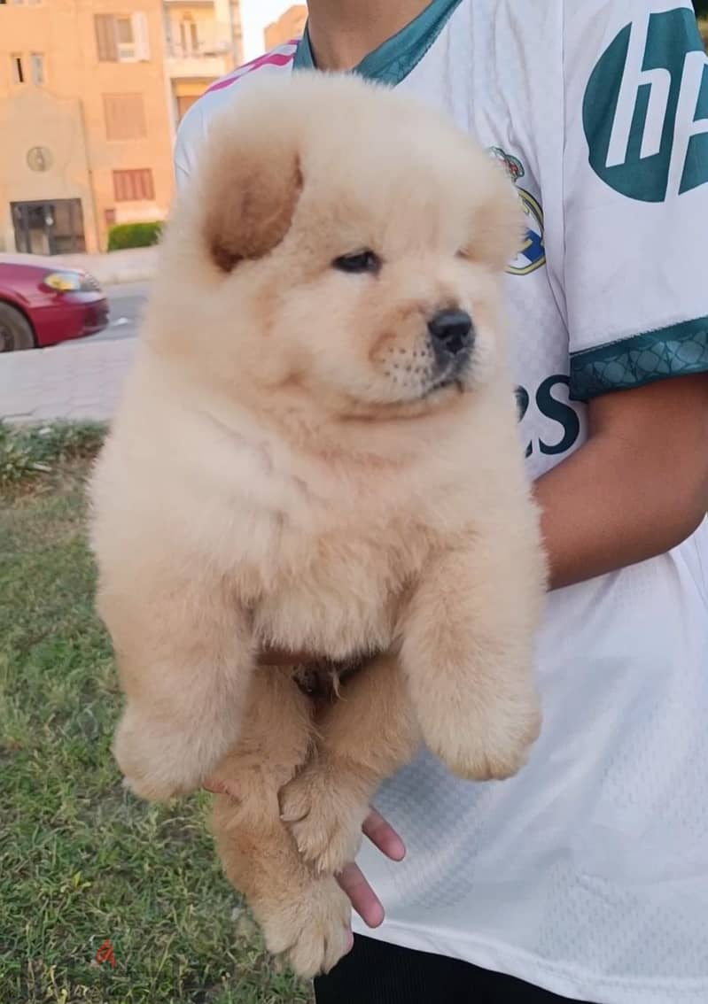 Chow chow 1