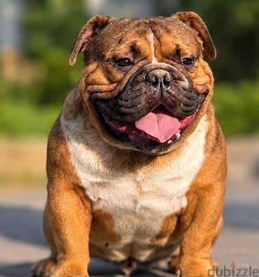 Exotic Bully  Male