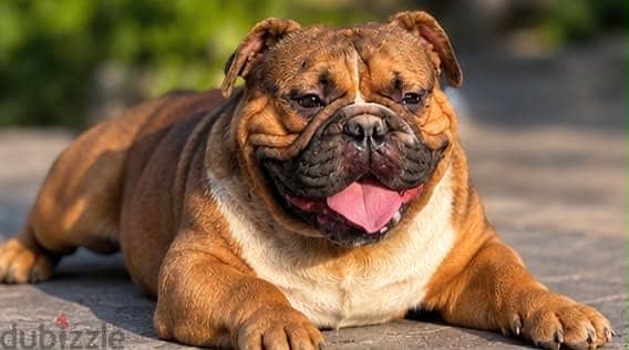 Exotic Bully  Male 1