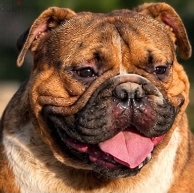 Exotic Bully  Male 2