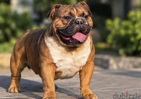 Exotic Bully  Male 3