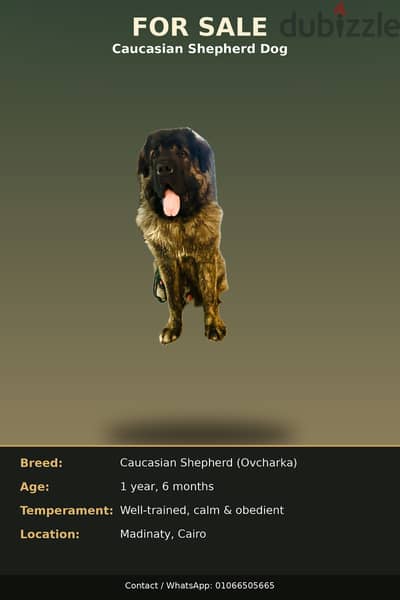  Caucasian Shepherd