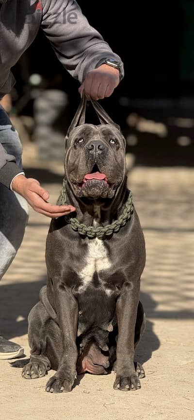 Female Cane Corso