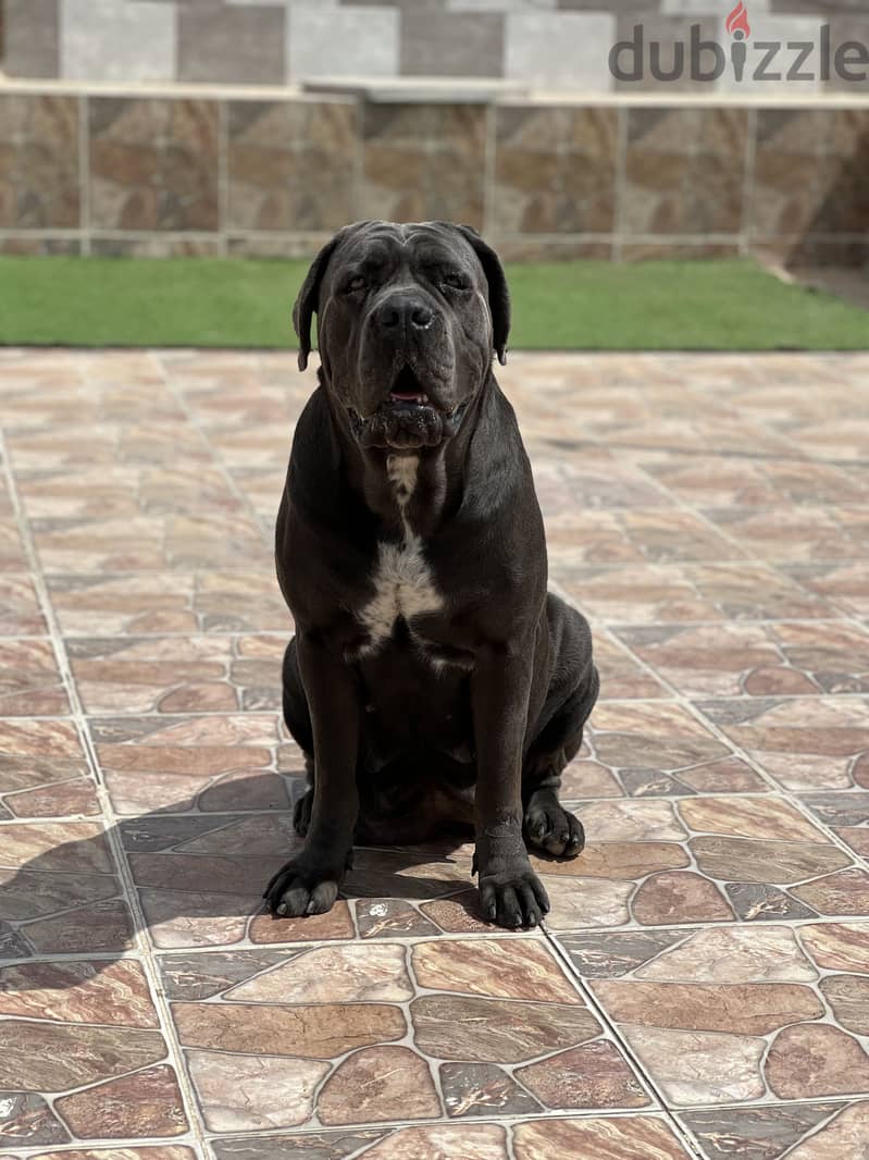 Female Cane Corso 4
