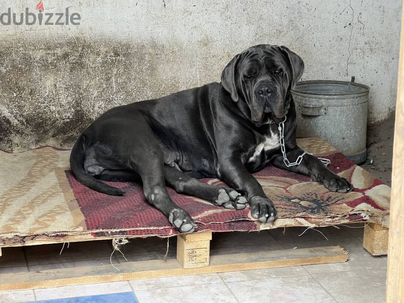 Female Cane Corso 5