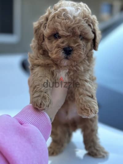 Maltipo_ Poodle _ maltipoo