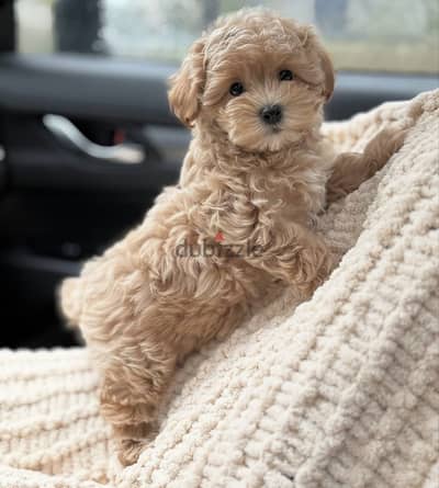 Maltipoo