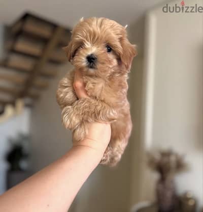 Maltipoo pure preed