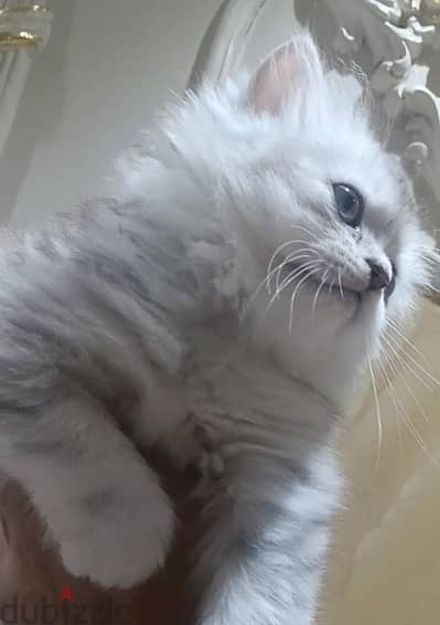 قطه للبيع