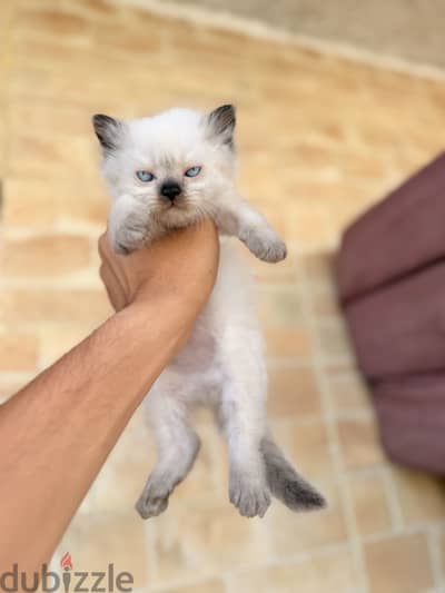 Pure ragdoll kittens