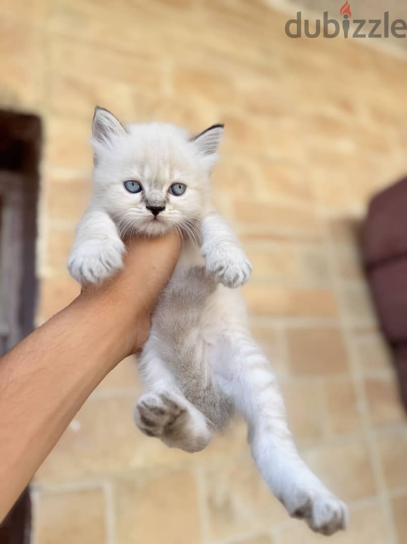 Pure ragdoll kittens 1