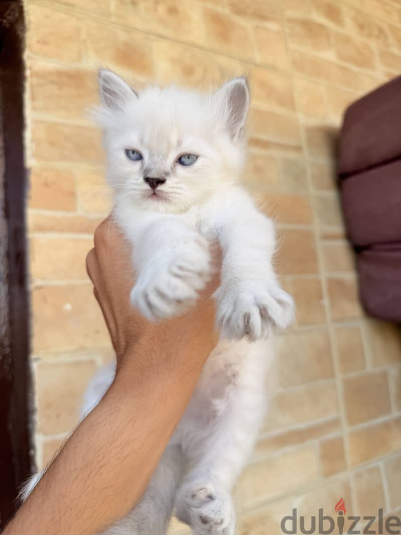 Pure ragdoll kittens 2